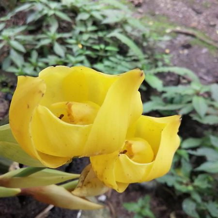 Refugio De Orquideas Villa Oxapampa Eksteriør bilde