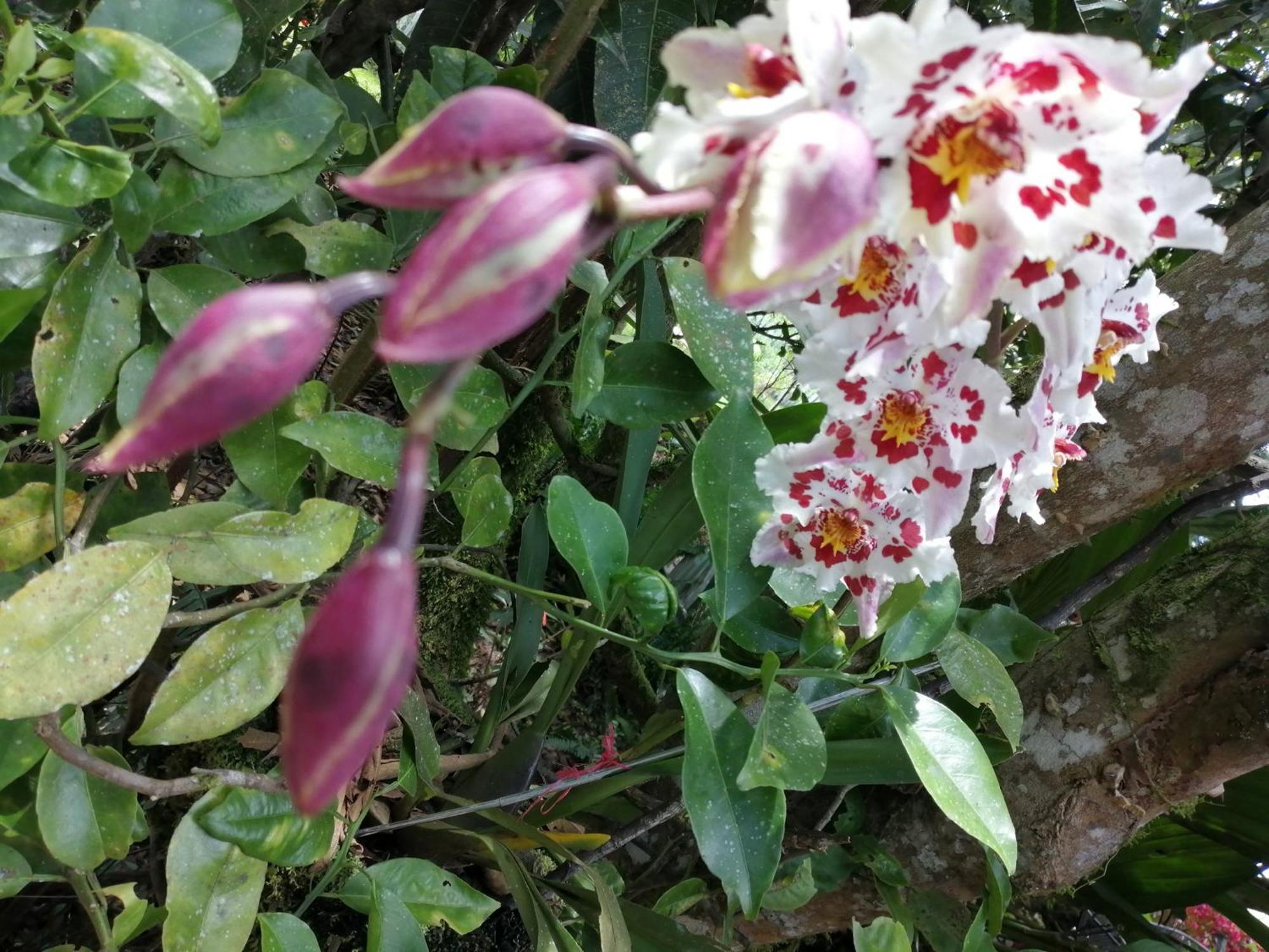 Refugio De Orquideas Villa Oxapampa Eksteriør bilde