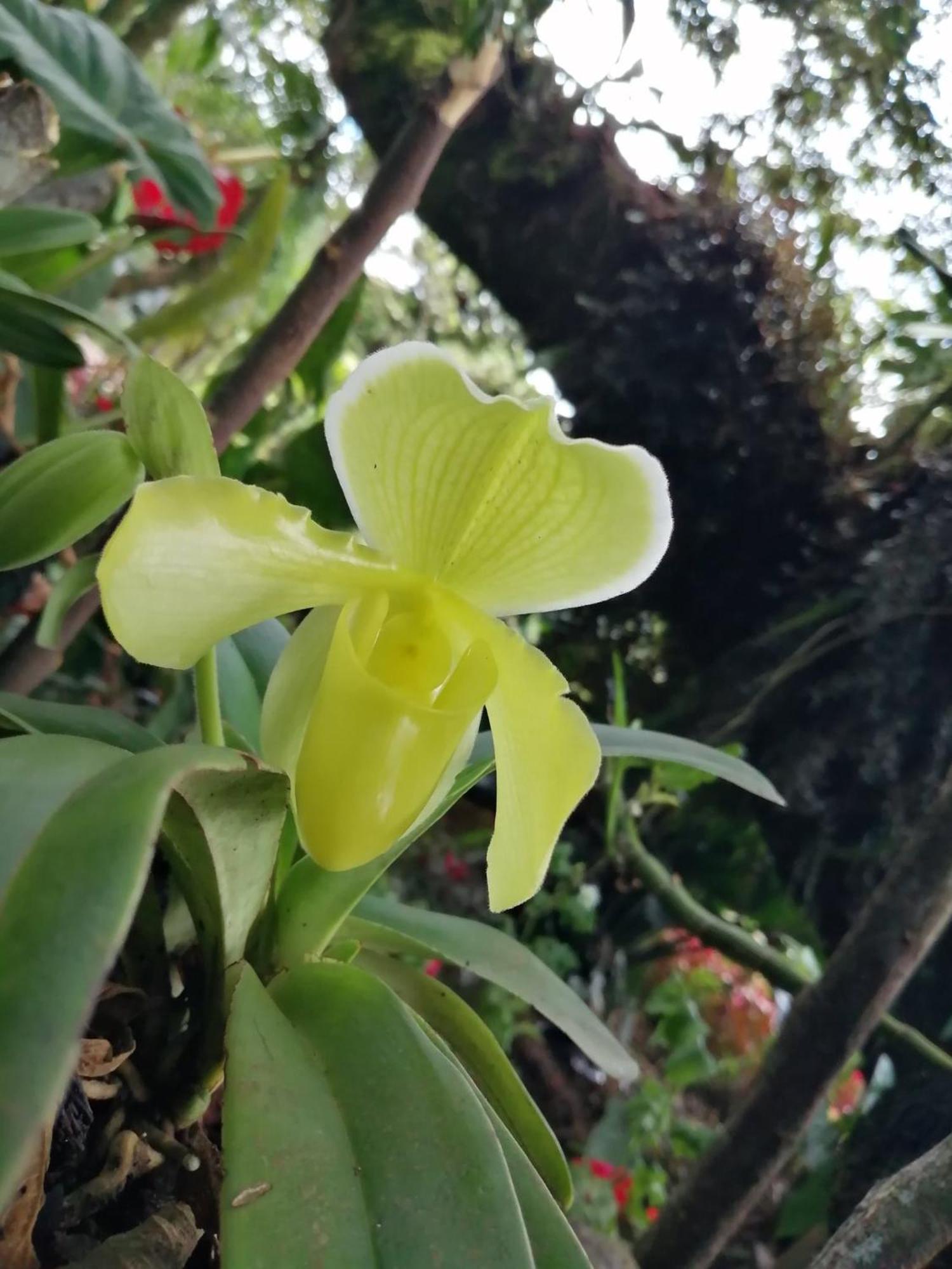 Refugio De Orquideas Villa Oxapampa Eksteriør bilde