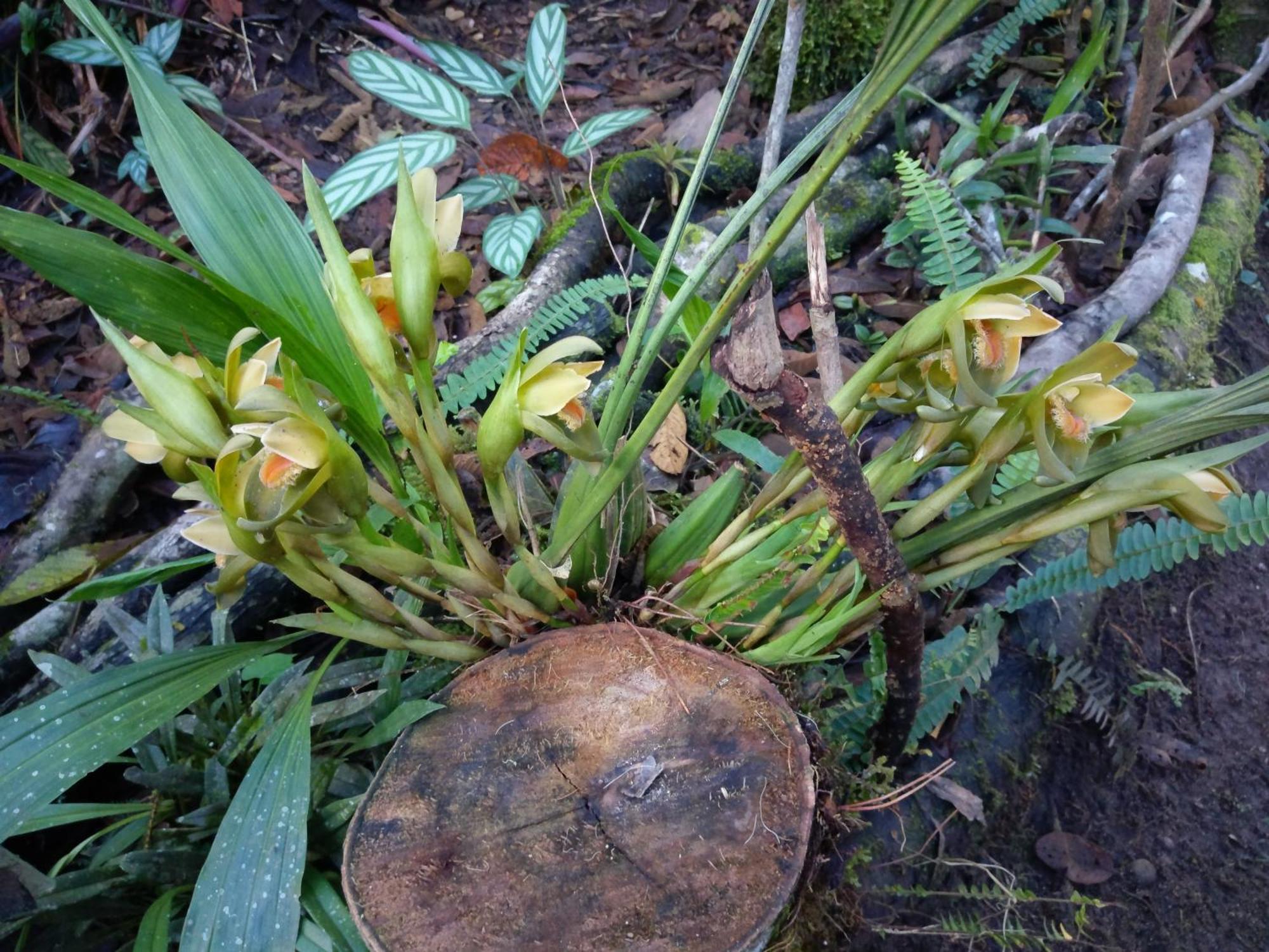 Refugio De Orquideas Villa Oxapampa Eksteriør bilde