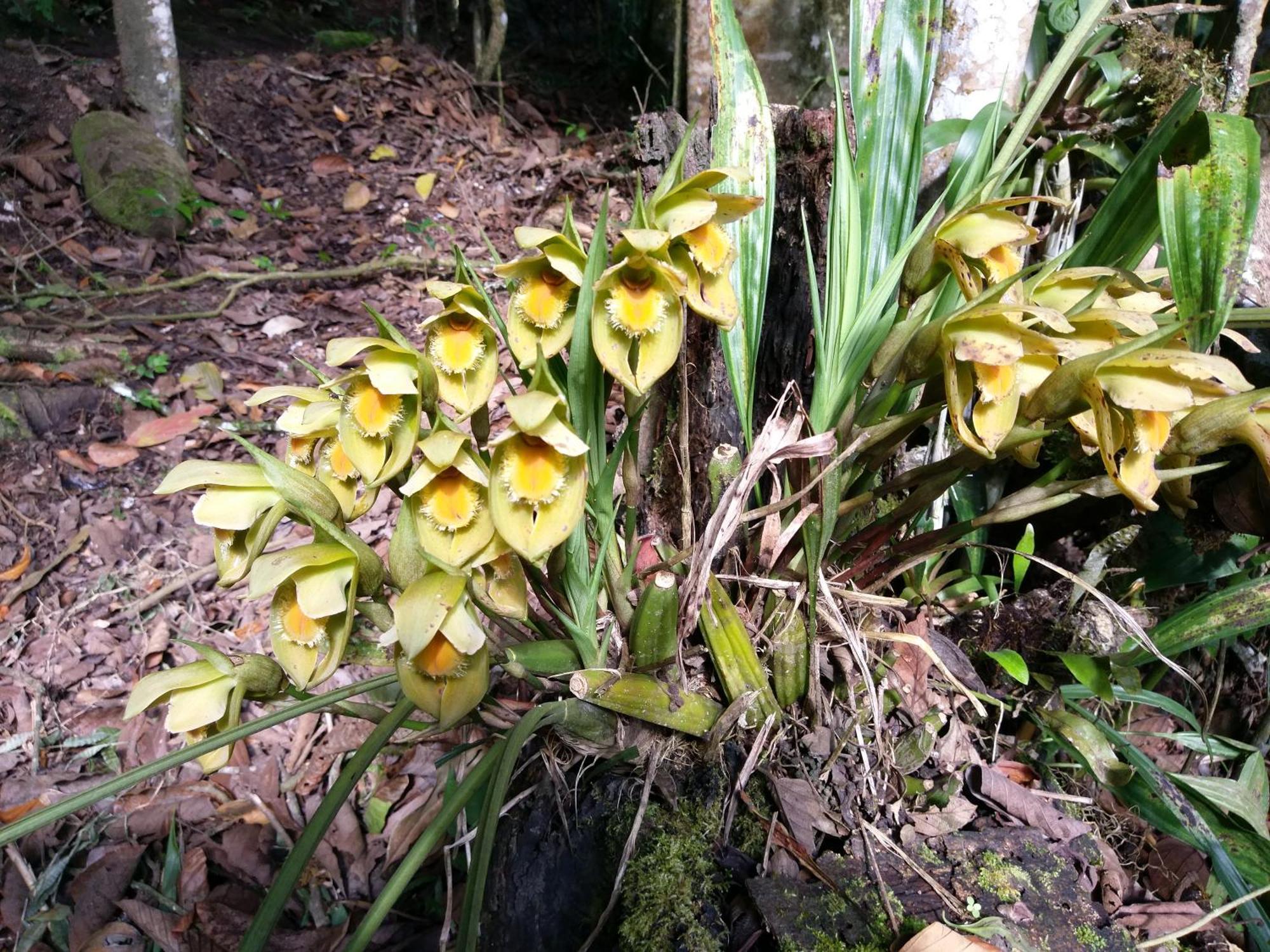 Refugio De Orquideas Villa Oxapampa Eksteriør bilde