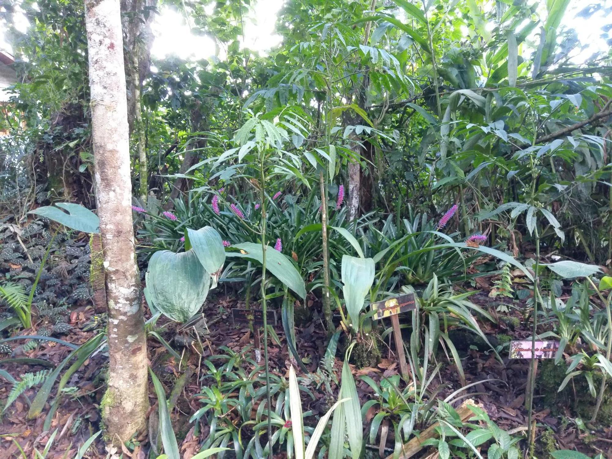 Refugio De Orquideas Villa Oxapampa Eksteriør bilde