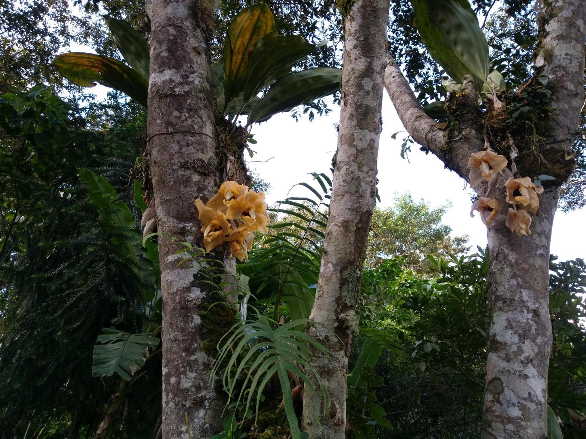 Refugio De Orquideas Villa Oxapampa Eksteriør bilde