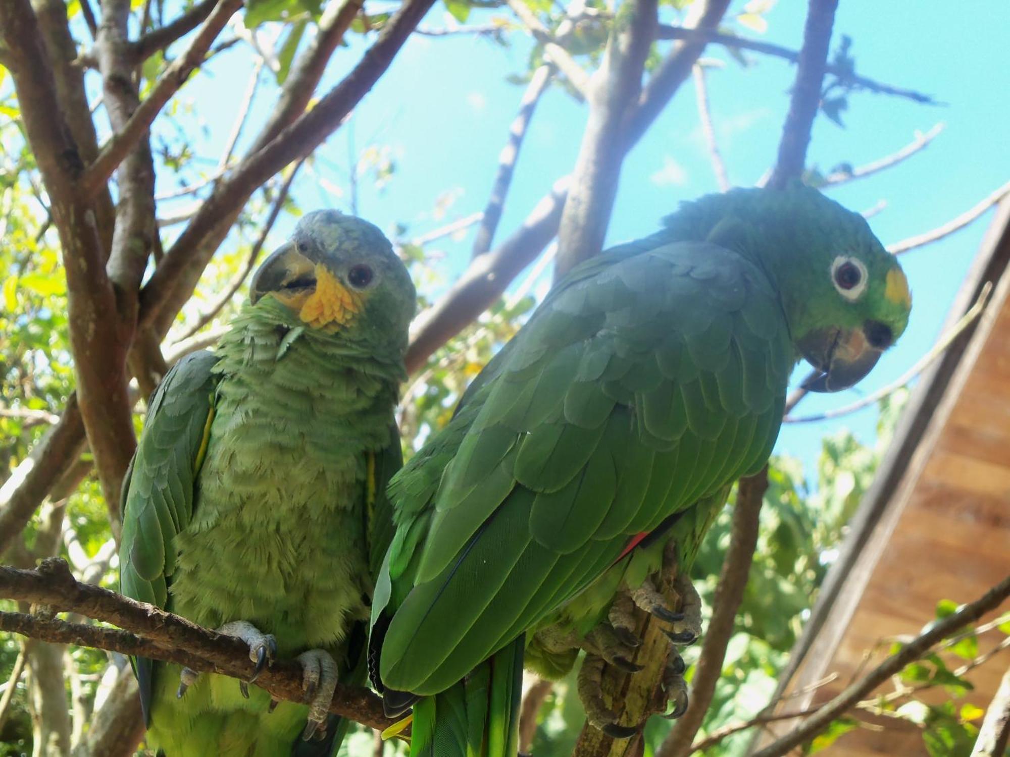 Refugio De Orquideas Villa Oxapampa Eksteriør bilde
