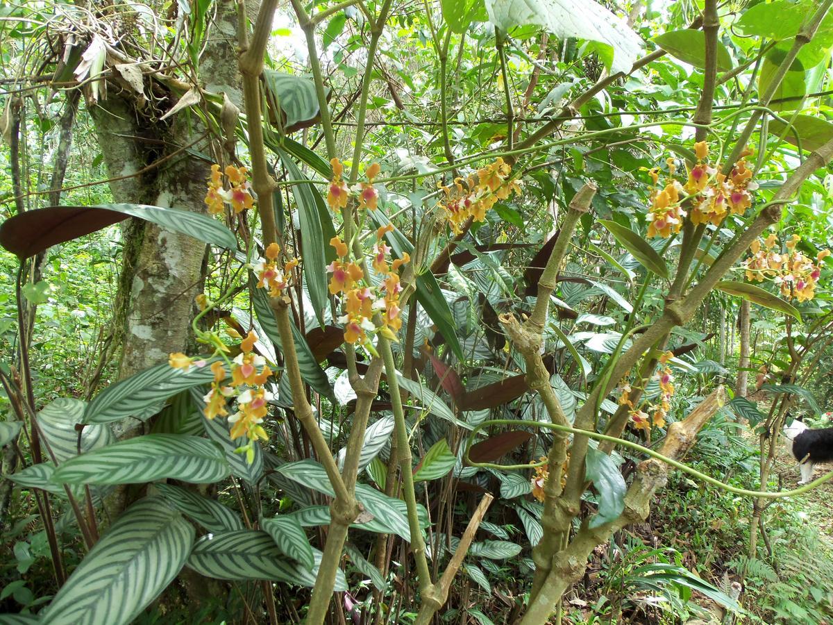 Refugio De Orquideas Villa Oxapampa Eksteriør bilde