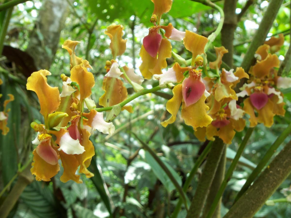 Refugio De Orquideas Villa Oxapampa Eksteriør bilde